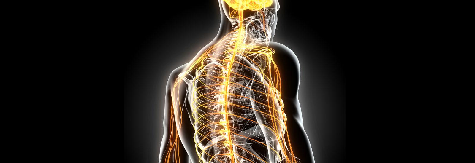 脊椎調整と神経圧迫の関係
