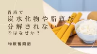 胃液では炭水化物や脂質は分解されないのはなぜか？【物販奮闘記】