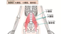 腸腰筋を鍛えても「使えなければ」不調は取れない？