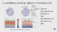 Tie2と毛細血管の関係